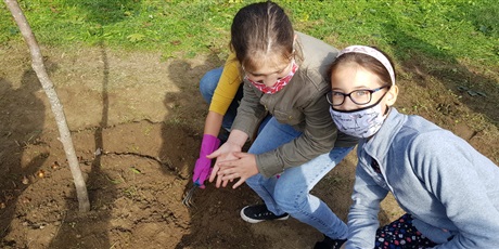 Powiększ grafikę: dwie uczennice  wkładają cebulki żonkili do ziemij